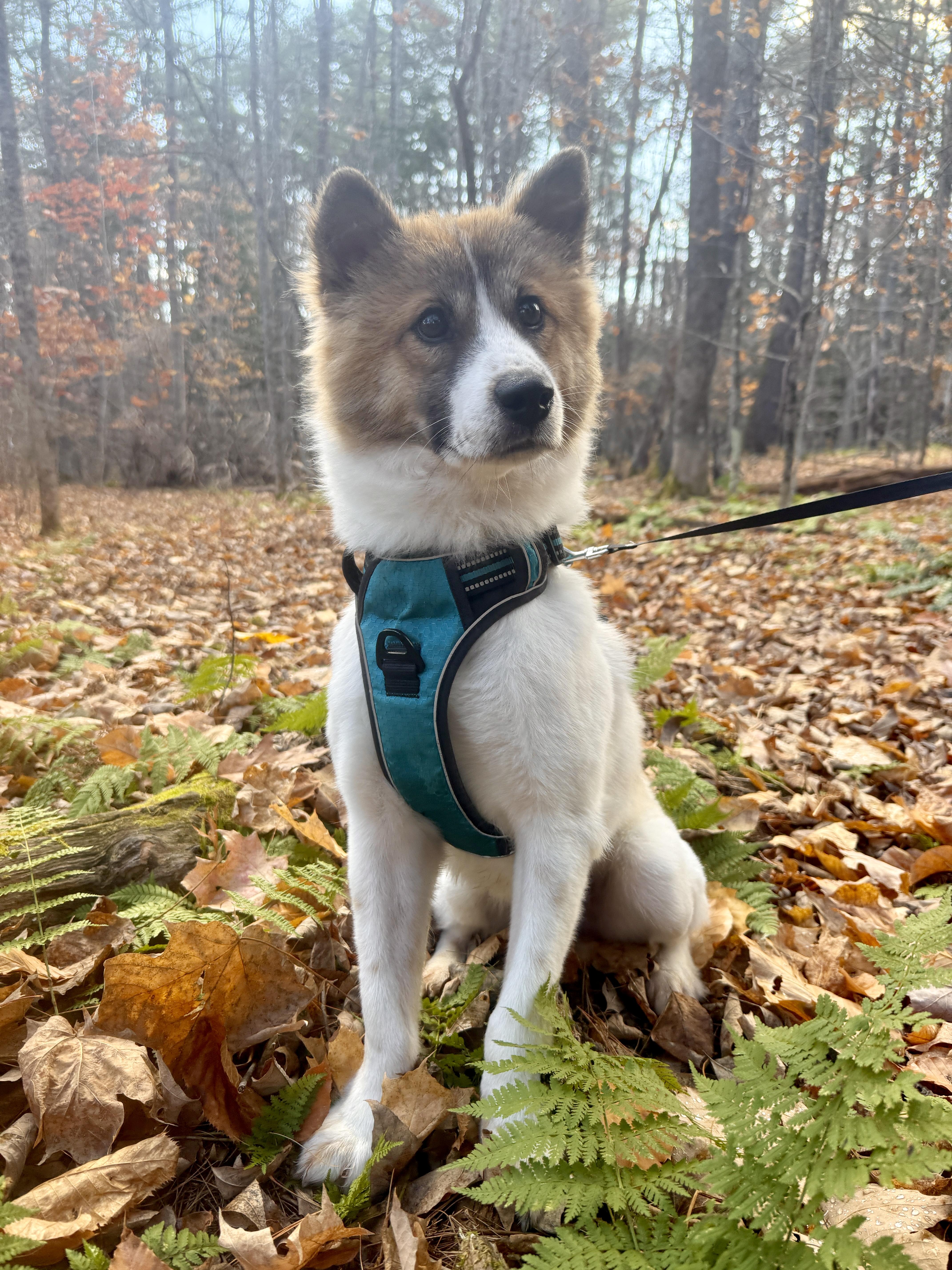 Kuma thumbnail 4