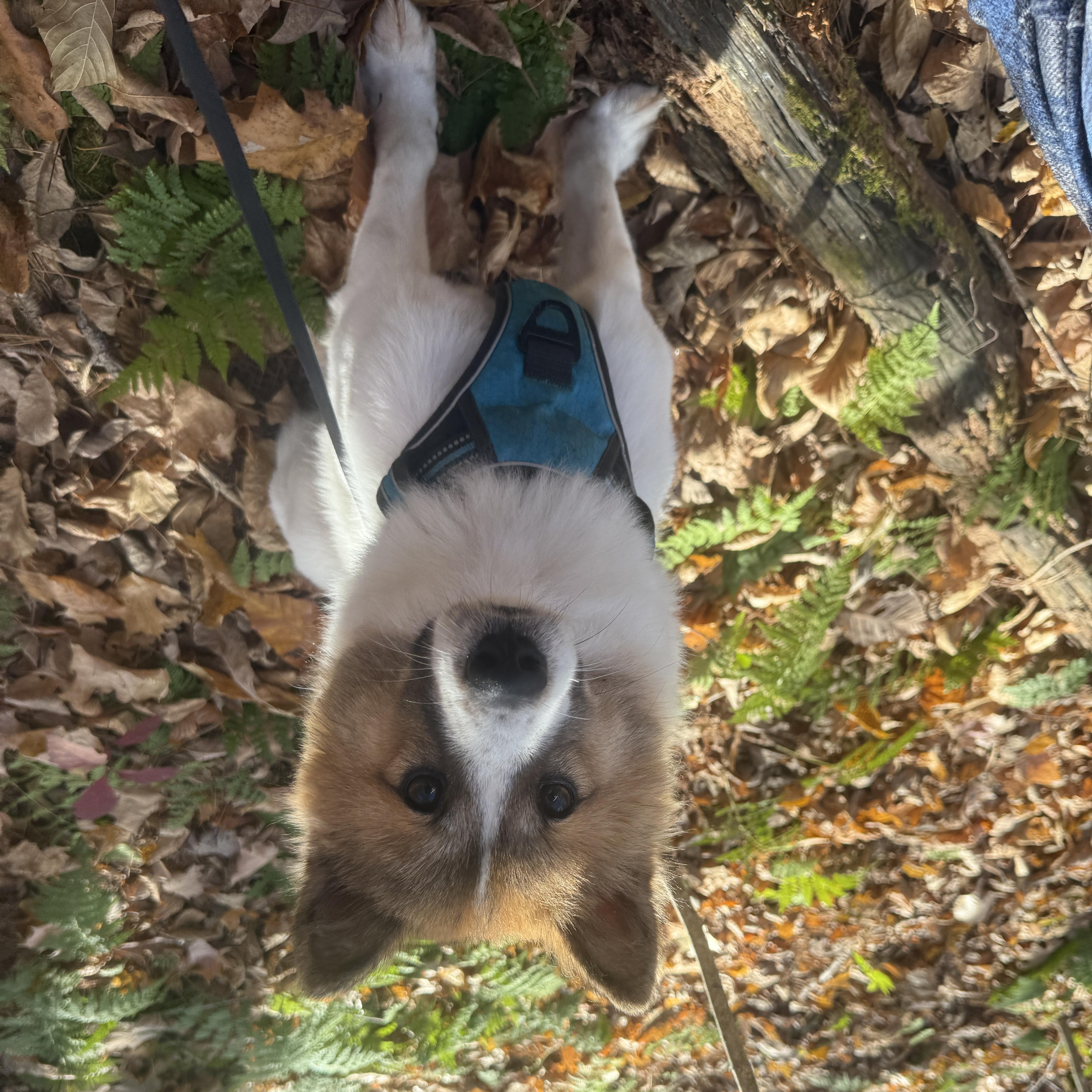 Kuma thumbnail 6