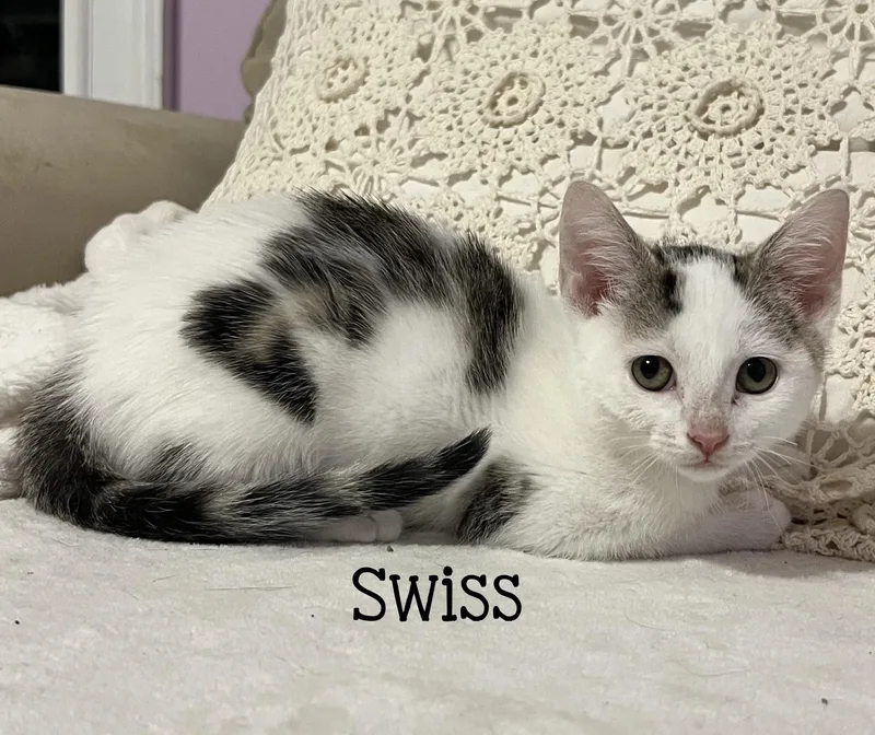 A baby medium-sized female Black Domestic Short Hair cat named Swiss...the ultimate love bug for adoption in Murfreesboro, TN