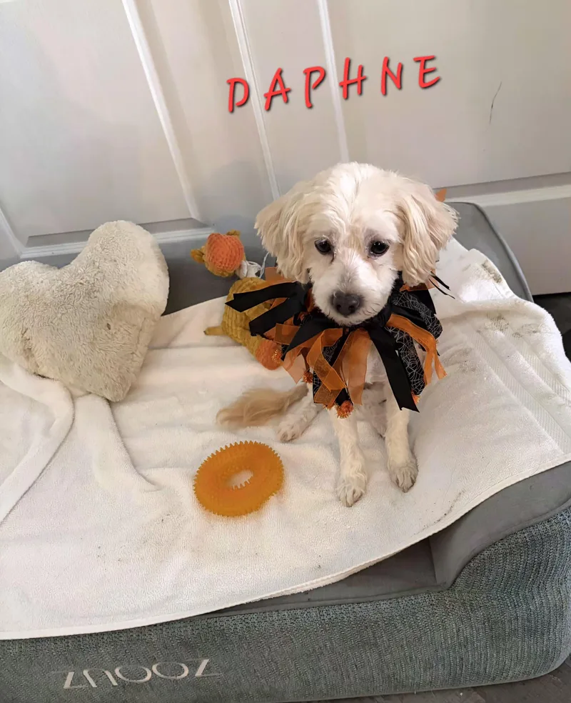 An adult small-sized female Poodle dog named Daphene for adoption in Maitland, FL