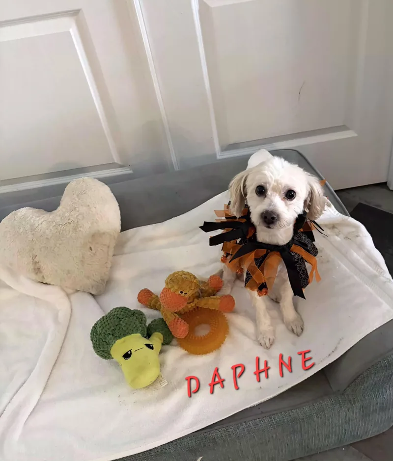 Daphene thumbnail 2