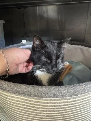 A young medium-sized male Black & White / Tuxedo Domestic Short Hair cat named Cider for adoption in Salem, NH