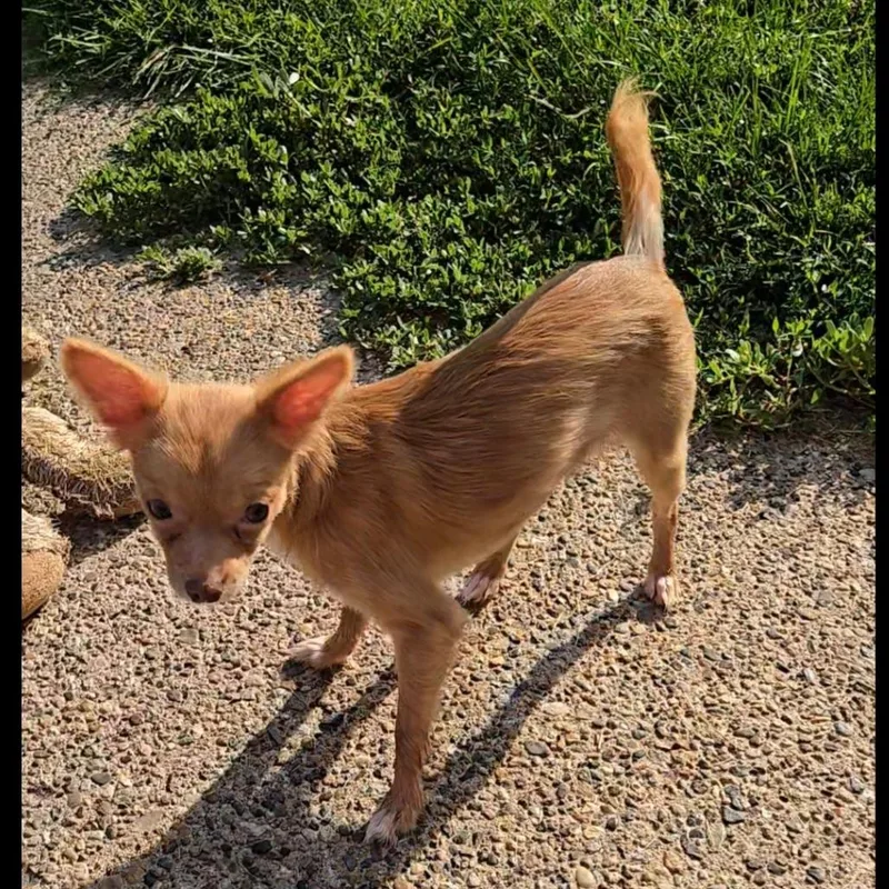 An adult small-sized female Yellow / Tan / Blond / Fawn Chihuahua dog named Peaches for adoption in Rochester, MN