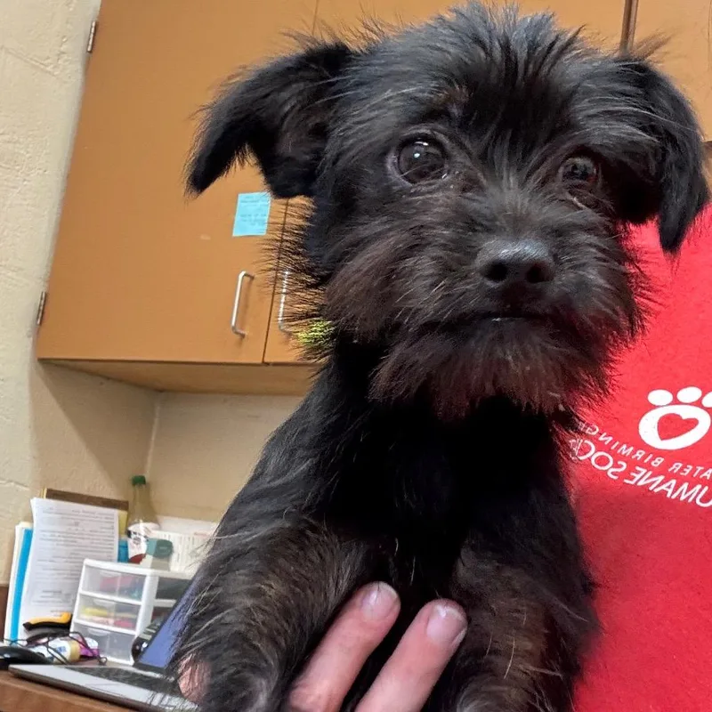 A baby small-sized female Black Terrier dog named Swan for adoption in Bessemer, AL
