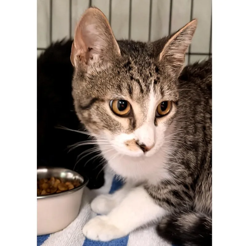 A baby small-sized male Gray / Blue / Silver Domestic Short Hair cat named Silver Spoon for adoption in Austin, TX