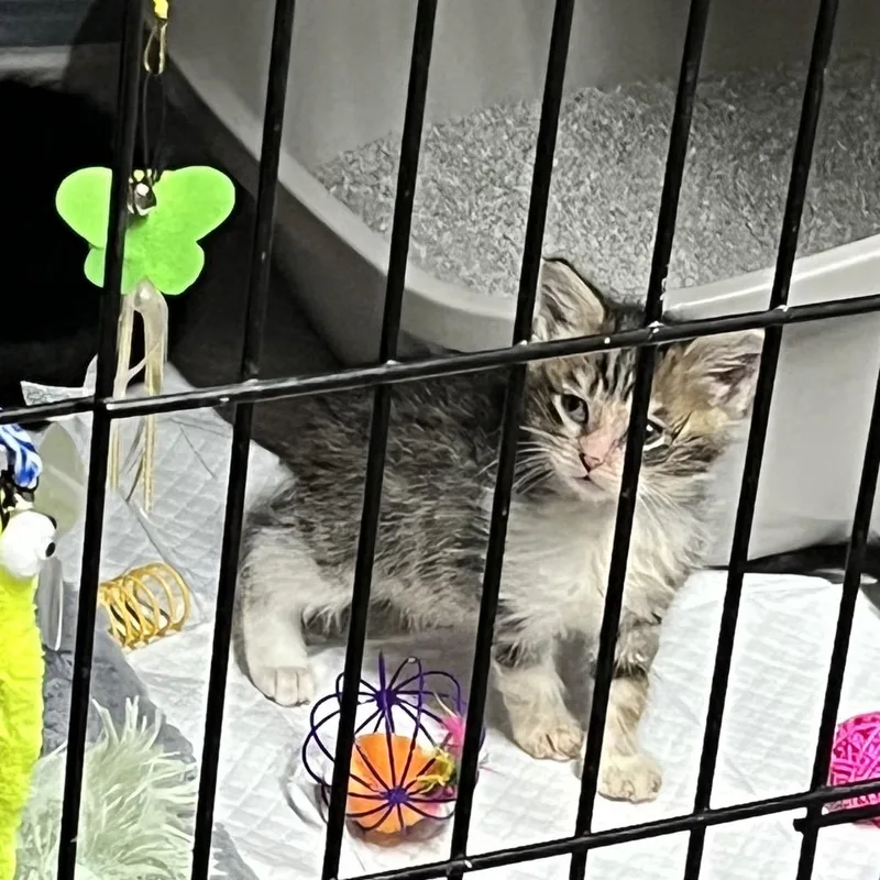 A baby small-sized male Black Domestic Short Hair cat named Inny for adoption in Maple Falls, WA