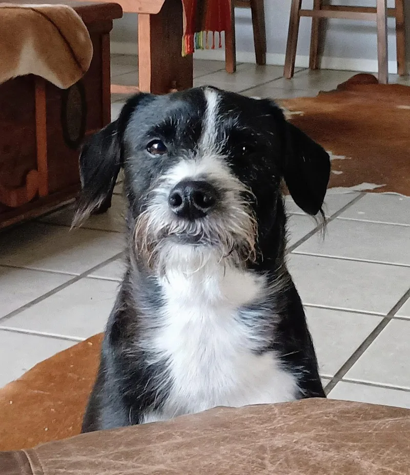 An adult medium-sized male Black Wire Fox Terrier dog named Fergus for adoption in Temple, TX