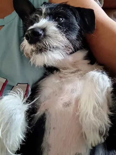 Fergus thumbnail 3