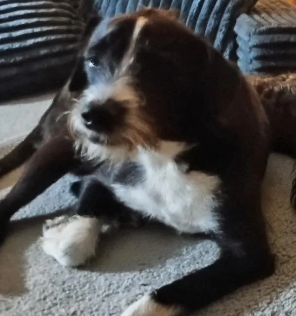 Fergus thumbnail 4