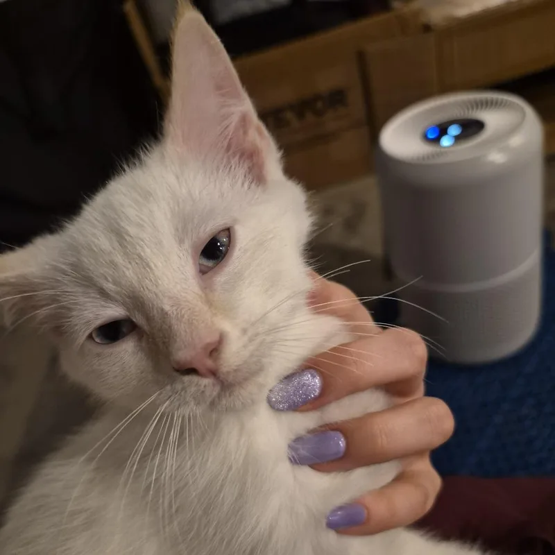 A baby small-sized male Flame Point Domestic Short Hair cat named Miller Light for adoption in PITTSBURGH, PA