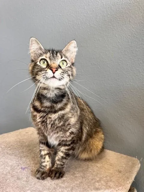 Lululemon thumbnail 2