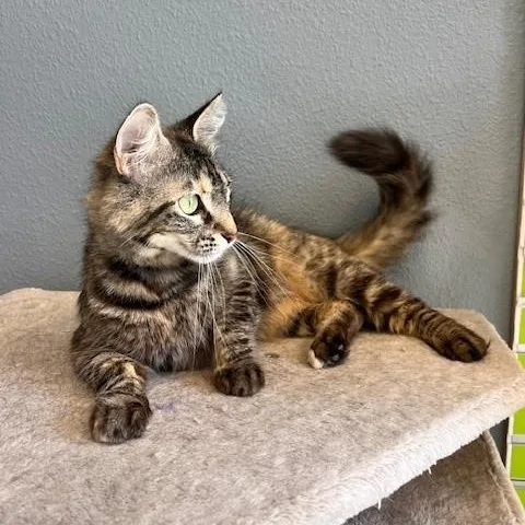 Lululemon thumbnail 3