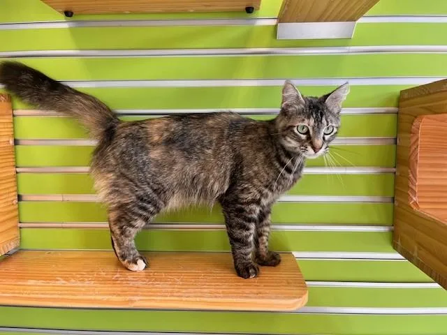 Lululemon thumbnail 4