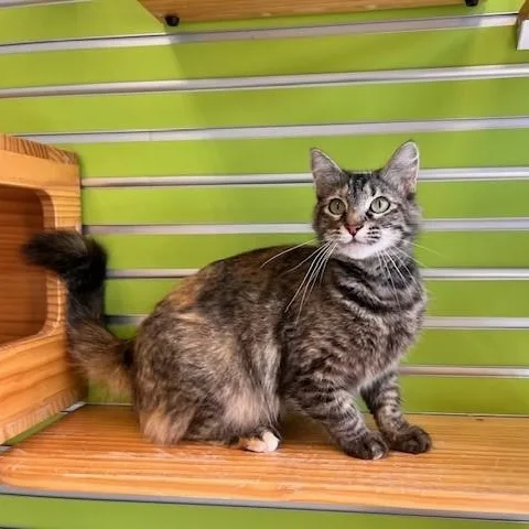 Lululemon thumbnail 5