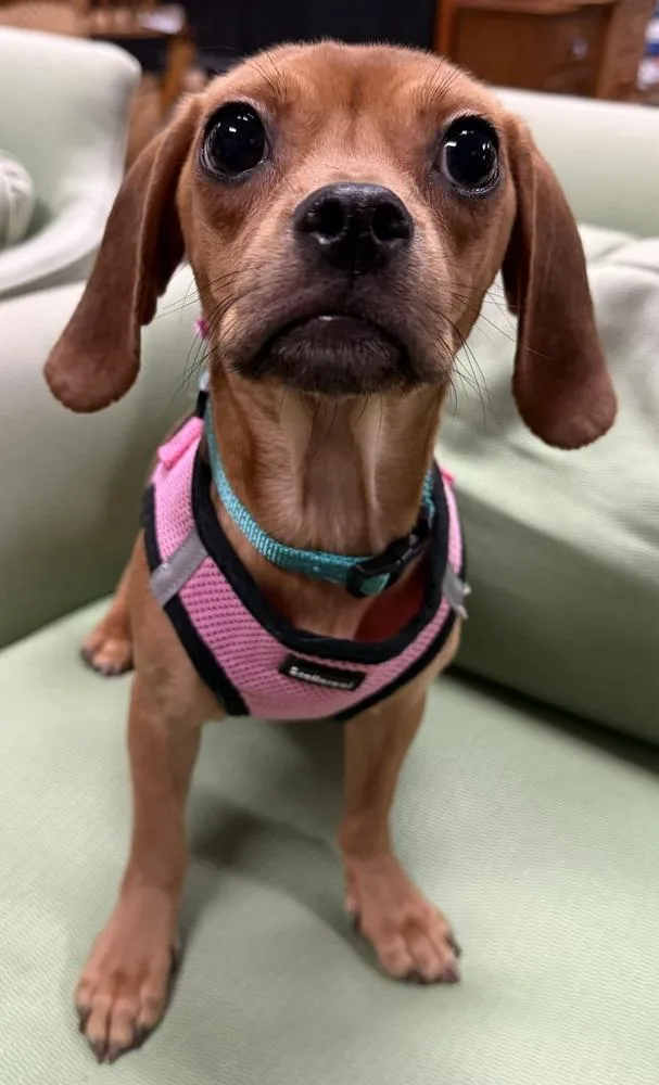 Lady Danbury thumbnail 2