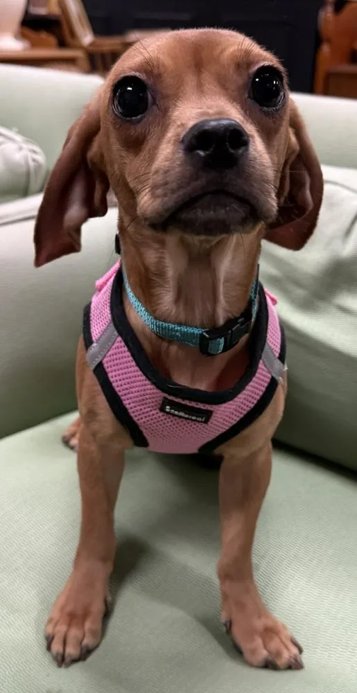 Lady Danbury thumbnail 4