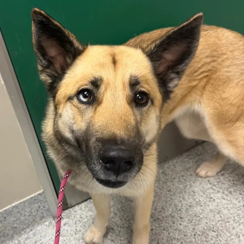 A young medium-sized female Yellow / Tan / Blond / Fawn Siberian Husky dog named Nana for adoption in Reno, NV
