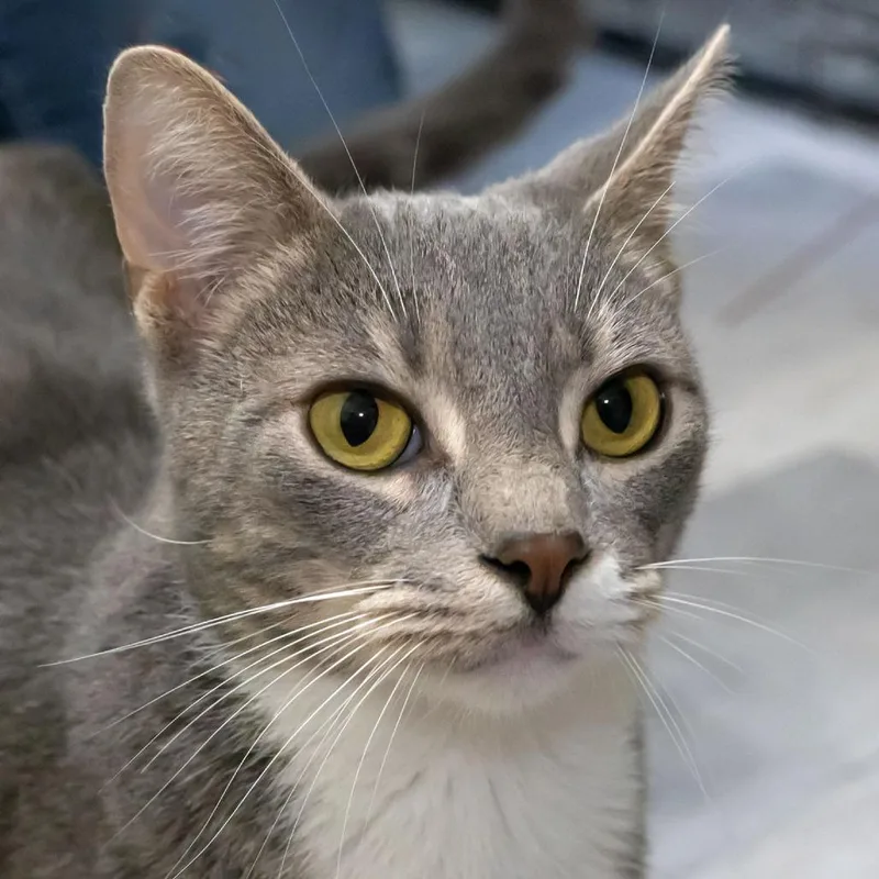 An adult large-sized male Gray / Blue / Silver Domestic Short Hair cat named Anchovy for adoption in McKean, PA