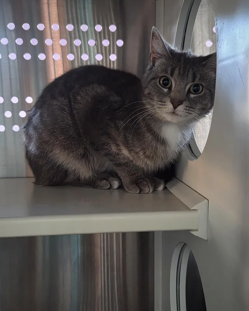 A young medium-sized male Tabby (Gray / Blue / Silver) Domestic Short Hair cat named Doc for adoption in Seneca, PA