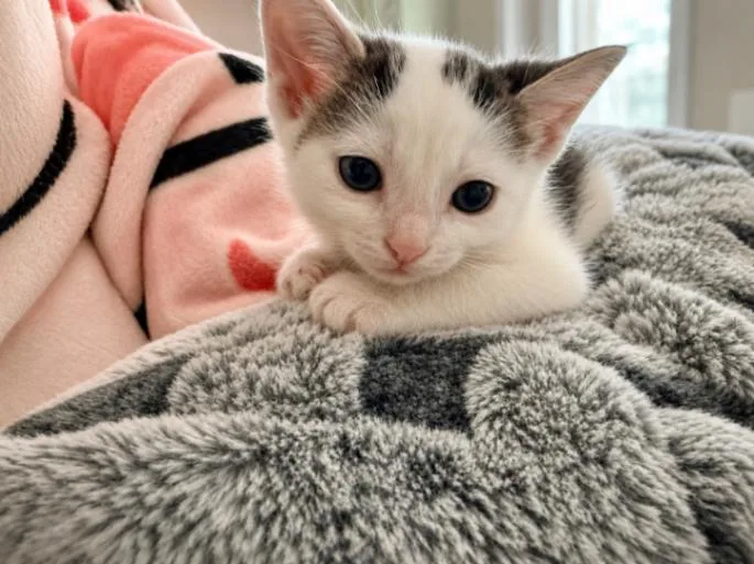 A young medium-sized male White Domestic Short Hair cat named Thor for adoption in North Babylon, NY