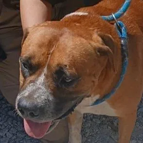 A young medium-sized male Brown / Chocolate Boxer dog named Bowser for adoption in Valley, AL