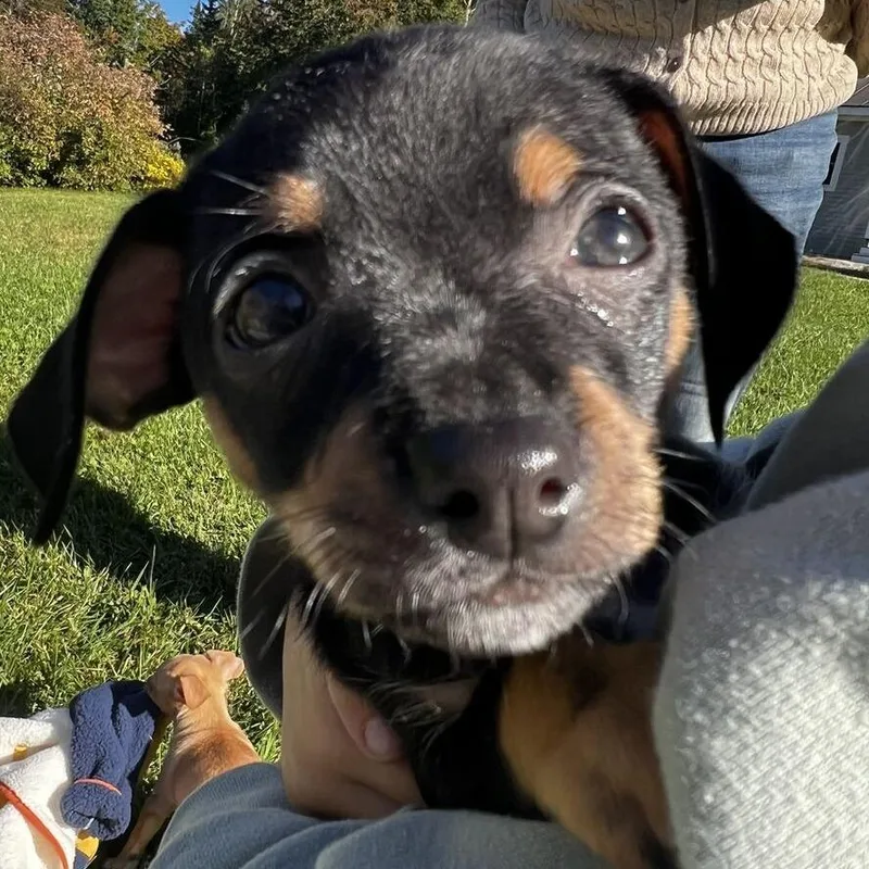 A baby small-sized male Black Chihuahua dog named Caterpillar for adoption in Enfield, NH