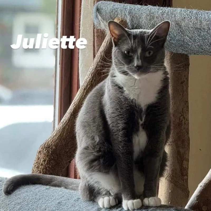 Juliette thumbnail 2