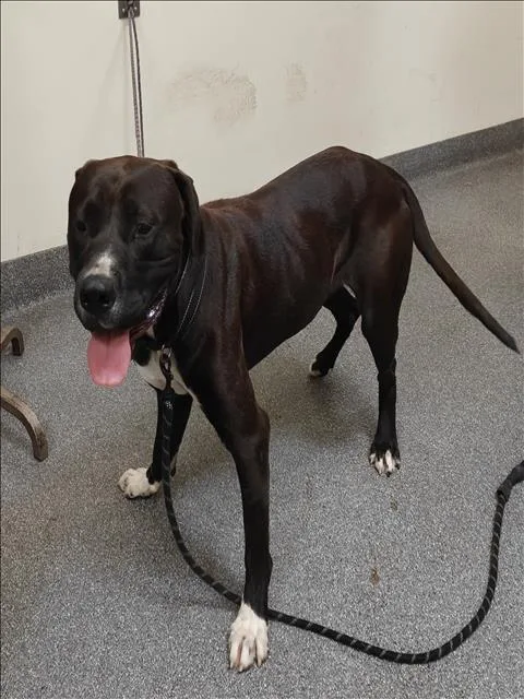 A young large-sized male Mastiff dog named Bully for adoption in Los Angeles, CA
