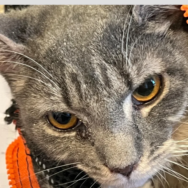 A baby medium-sized female Tabby (Gray / Blue / Silver) Domestic Short Hair cat named Yara for adoption in Palatine, IL