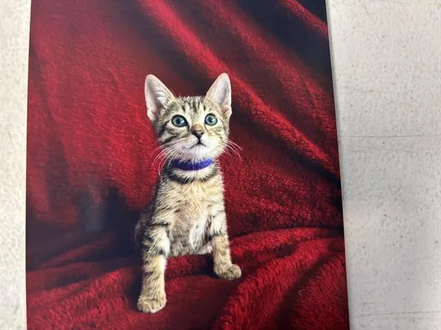 A baby small-sized female Domestic Short Hair cat named Adzuki Bean for adoption in Grand Prairie, TX