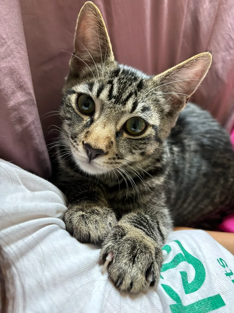 A young medium-sized female Tabby (Brown / Chocolate) Domestic Short Hair cat named Ace for adoption in Los Angeles, CA