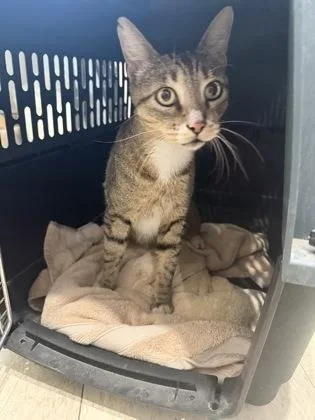 An adult medium-sized male Tabby (Buff / Tan / Fawn) Domestic Short Hair cat named Tamlin for adoption in Key West, FL