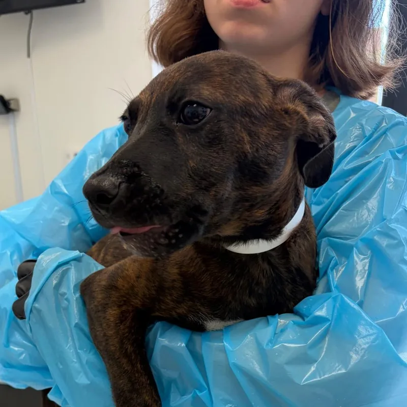 A baby small-sized male Brindle Pit Bull Terrier dog named Sushi for adoption in Nashville, TN