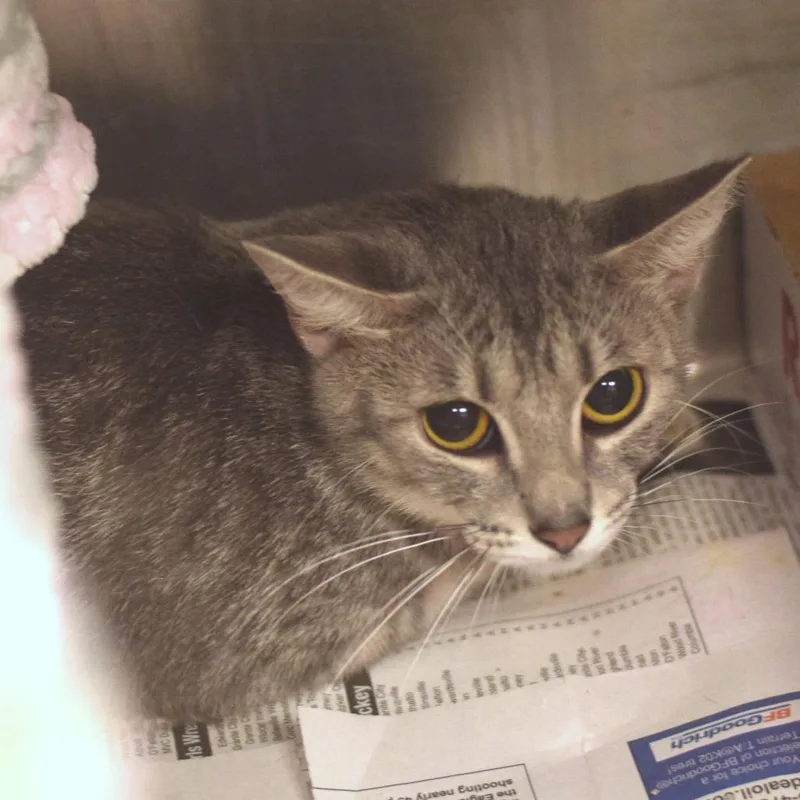 A young medium-sized female Domestic Short Hair cat named Skye for adoption in Belleville, IL