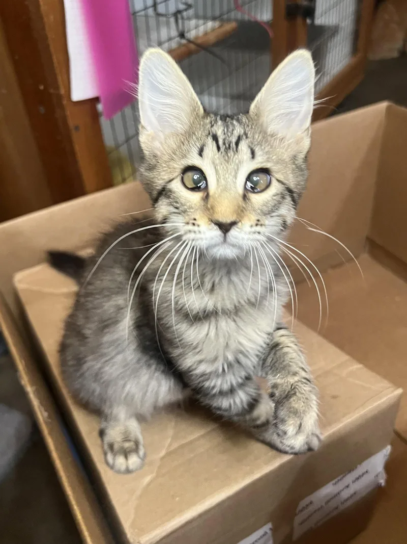 A young medium-sized female Domestic Short Hair cat named Loretta for adoption in Hammond, LA