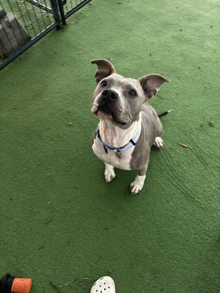 An adult medium-sized female Gray / Blue / Silver American Bulldog dog named Thistle for adoption in Lakeland, FL