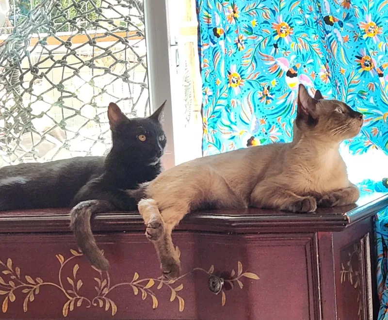 Mochi & Licorice thumbnail 2