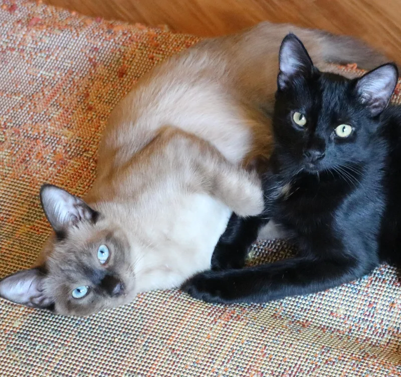 Mochi & Licorice thumbnail 3