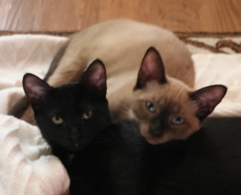 Mochi & Licorice thumbnail 4