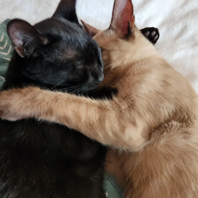 Mochi & Licorice thumbnail 5