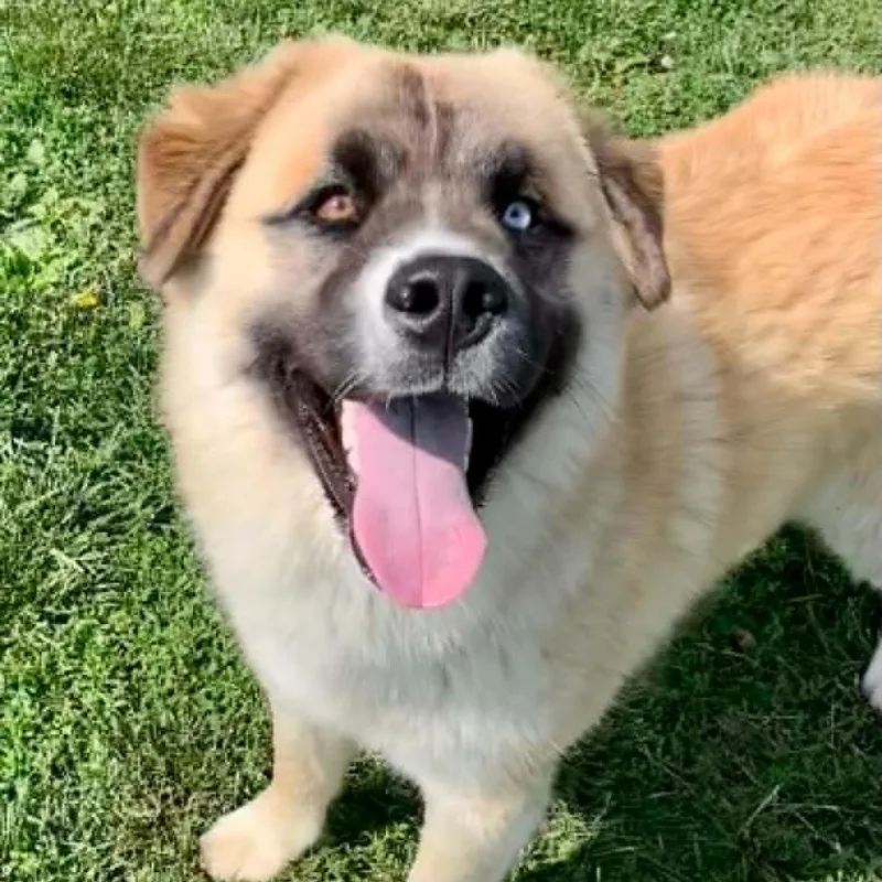 A young large-sized male Saint Bernard dog named Graham for adoption in Rushville, IL