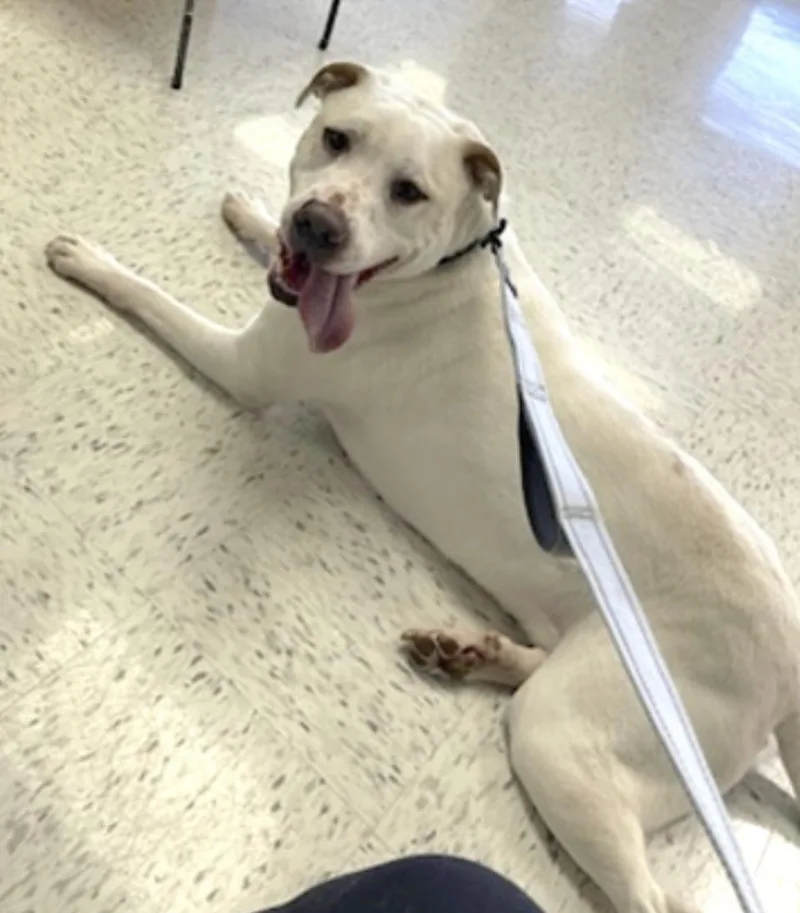 An adult large-sized male White / Cream Labrador Retriever dog named Bucky for adoption in Amherst, MA