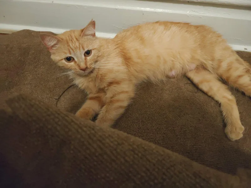 An adult medium-sized female Orange & White Domestic Short Hair cat named Peach for adoption in St. Clair, MO
