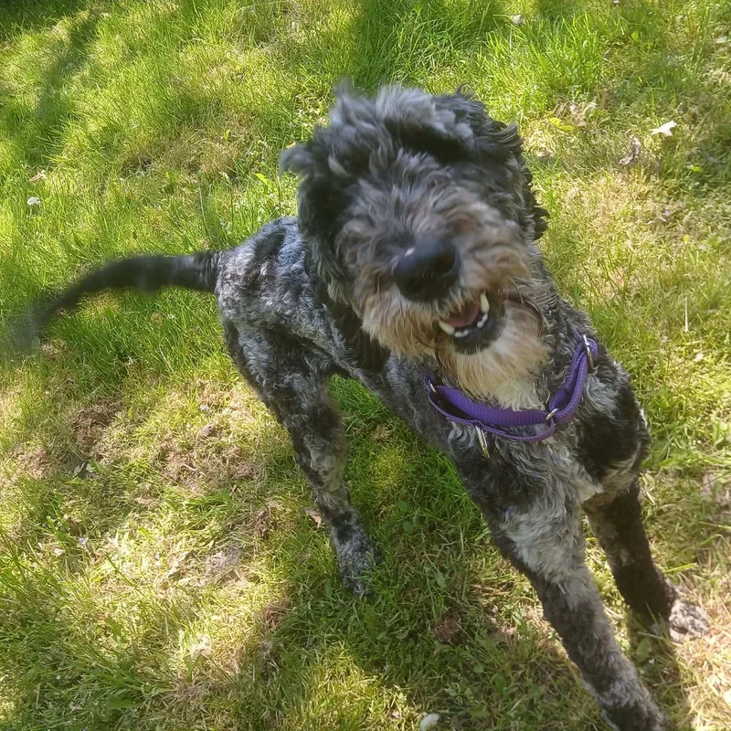 A young large-sized female Merle (Blue) Bernadoodle dog named Nyla for adoption in Saugerties, NY