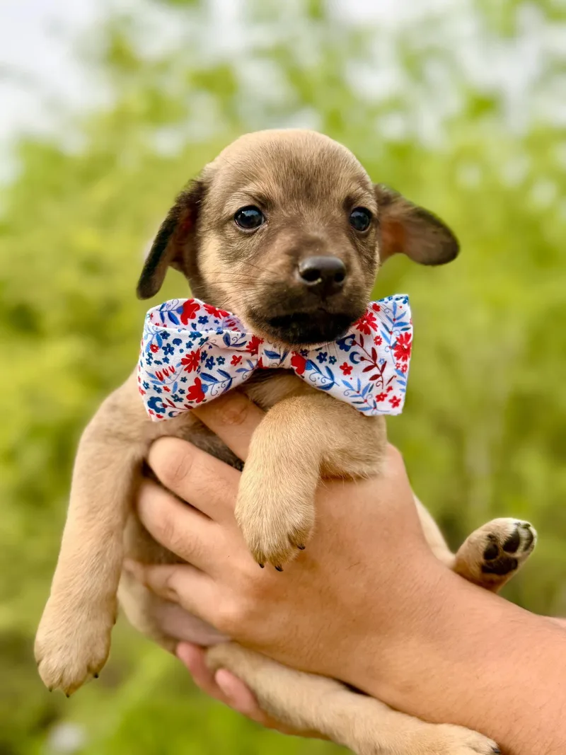 A baby small-sized male Chihuahua dog named Benedict for adoption in Media, PA
