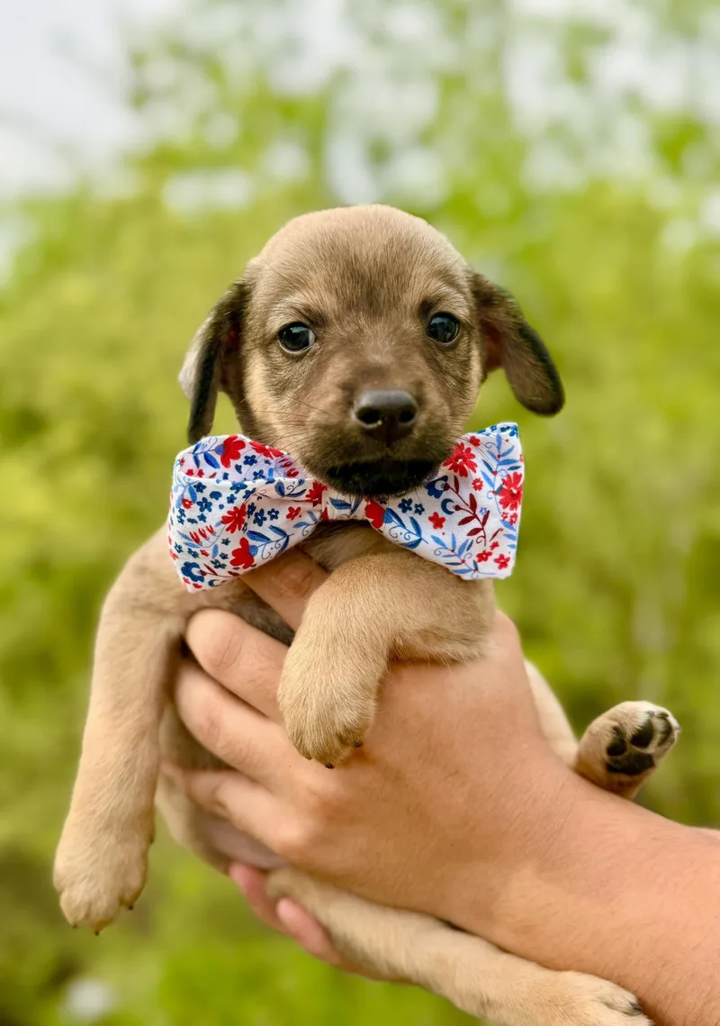 Benedict thumbnail 3