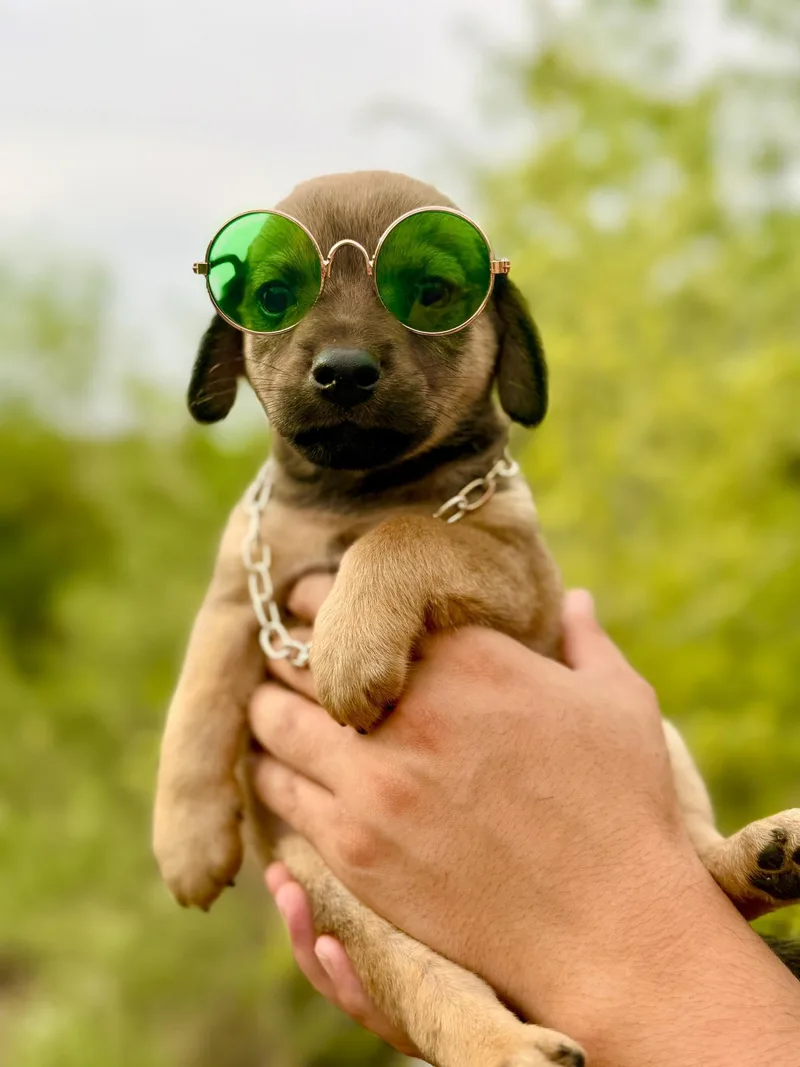 Benedict thumbnail 4