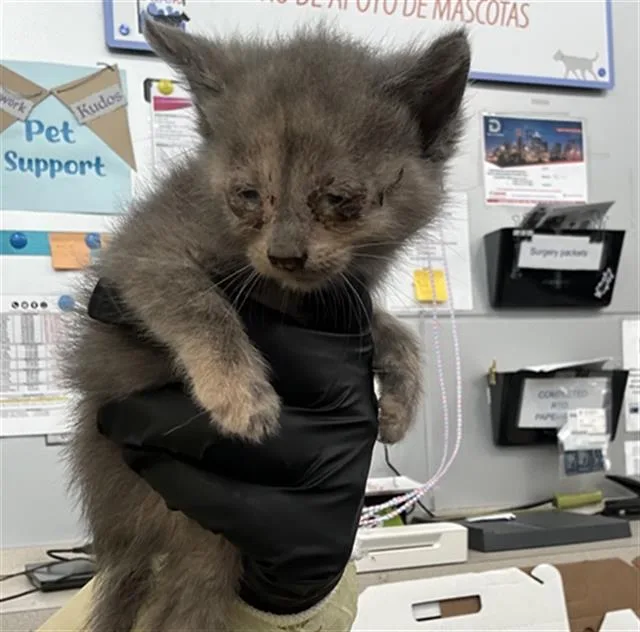 A baby medium-sized female Domestic Short Hair cat named Serenity for adoption in Dallas, TX