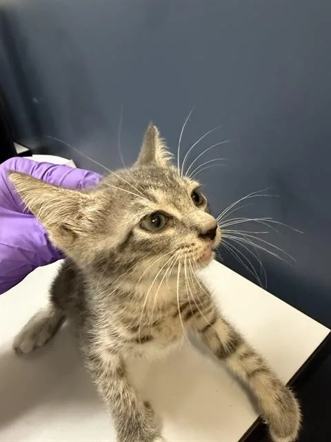 A baby small-sized female Domestic Short Hair cat named Tinna for adoption in Miami, FL