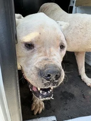 A senior large-sized female Mixed Breed dog named Padma Patil for adoption in Chamblee, GA
